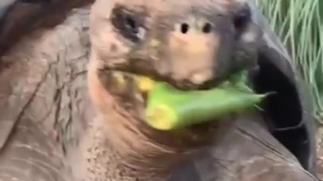 Funny Video