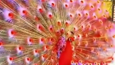Red and Green peacock vedio