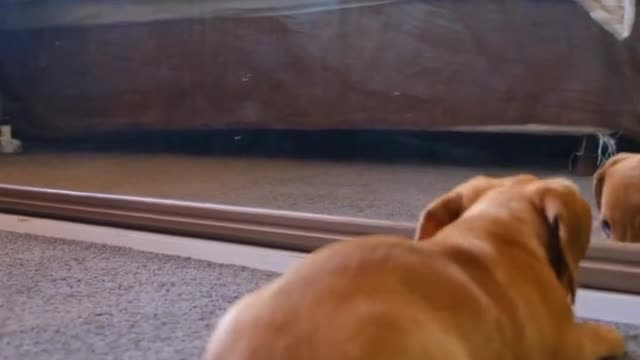 Dogs😂Baby#1_ Viral Dog Clips _ Soo Animals _ #viral #tranding #popular #funny #shorts #short #pet.