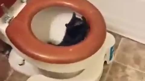 Funny cat new video