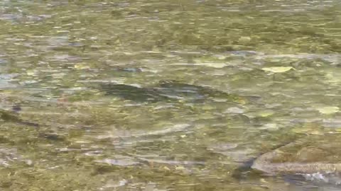 Salmon Spawning Humber River Toronto