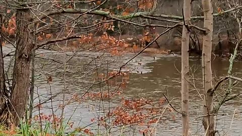 Elk Herd Braves Freezing River