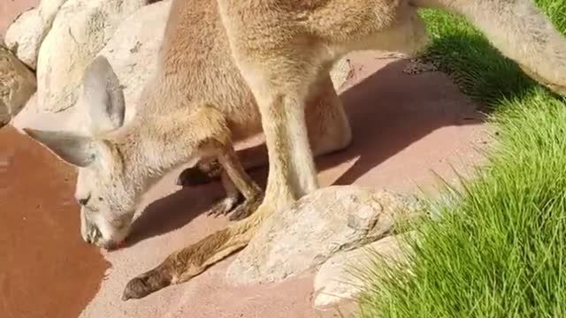 Autumn is to drink more hot water kangaroo