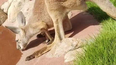 Autumn is to drink more hot water kangaroo