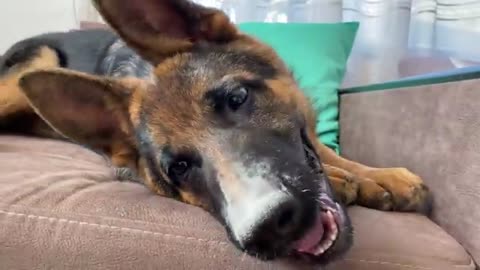 German Shepherd Puppy Hates when I touch his paw!