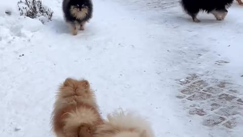 Pawsitively adorable overload! 🐾💕