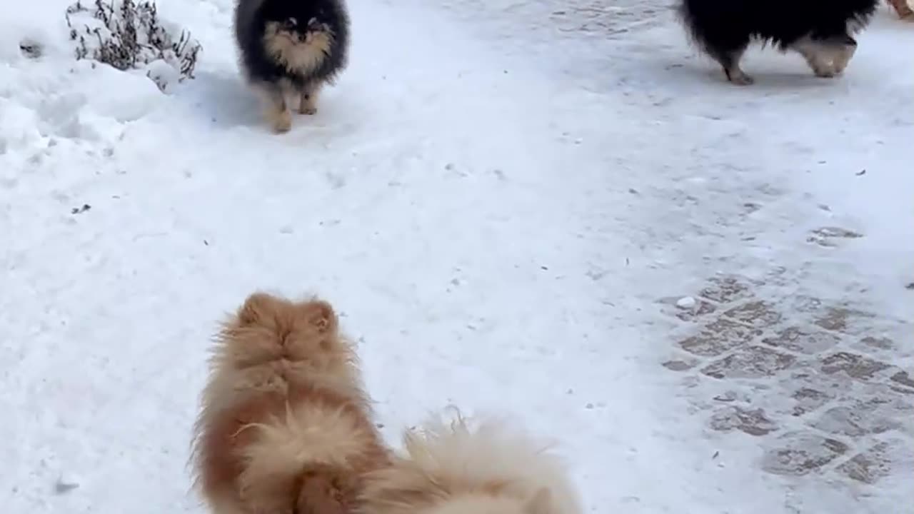 Pawsitively adorable overload! 🐾💕