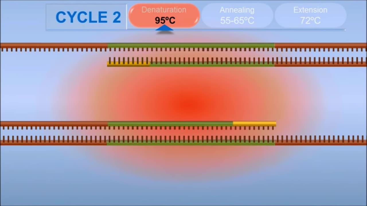 PCR - Polymerization Chain Reaction