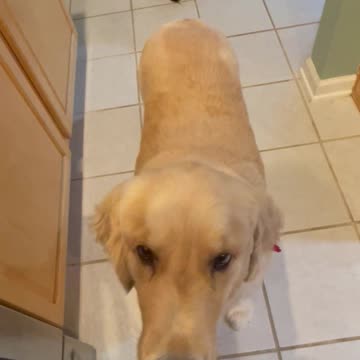Golden Retriever Sous Chef Begging For Bacon #shortsviral #dogshorts #goldenretriever #dog