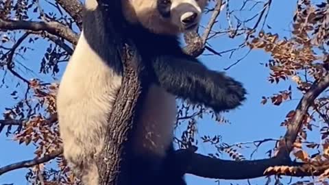 Are there pandas growing on your tree?