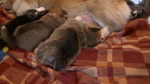 Mother Feeding Her Puppies 🐶 🐶