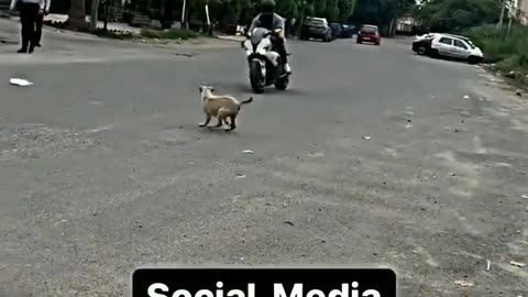 Dog vs Biker 😂 Only in India 🇮🇳🤭