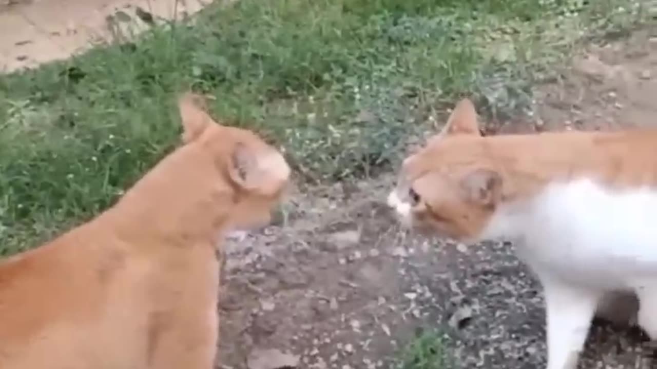 Cute Cat Fight | Videos For Children