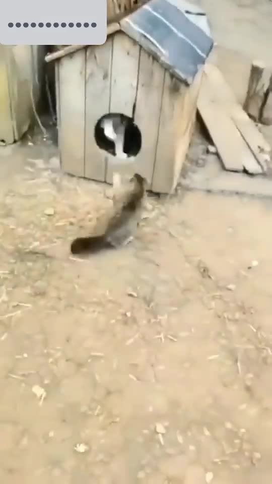 How the dog fooled the cat