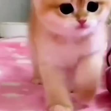 Baby Cats - Cute | Animals