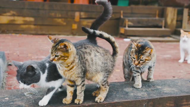 Baby Cats - Cute and Funny Baby Cat Video