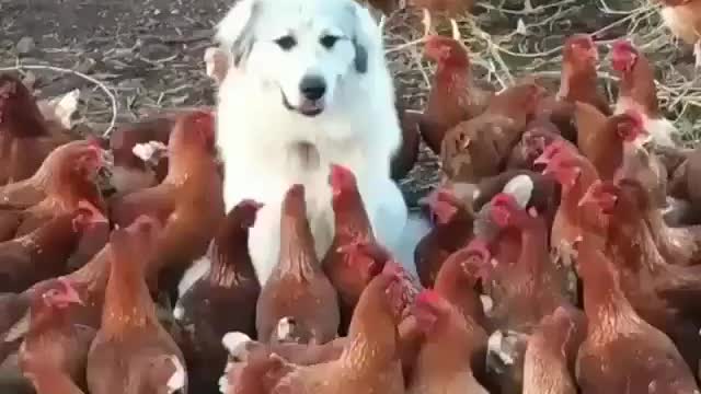 Chicken dog