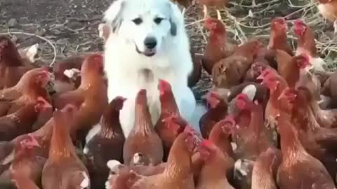 Chicken dog