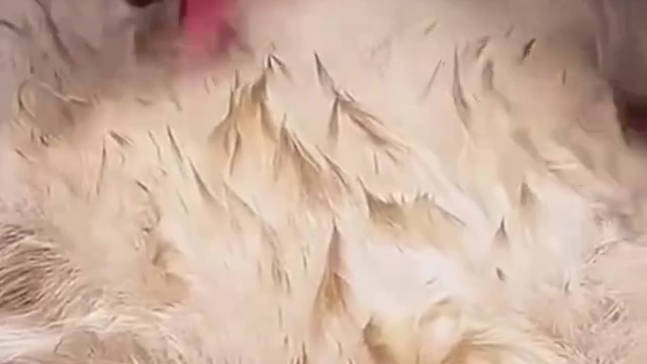 Cute pates,cute cat, funny cat,funny animals