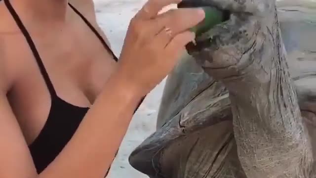 Feeding tortoises the right way.