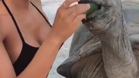 Feeding tortoises the right way.