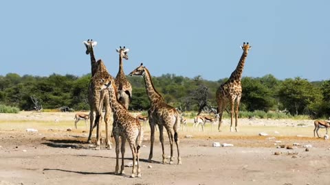 Ultimate_Wild_Animals_Collection (Nature video)