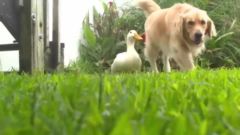 A dog and duck play together . SO CUTEE