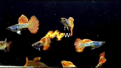 Guppy fish Beautiful guppy fish watch new videos 😀by GBM FISH CARE