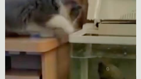 Cat Funny videos