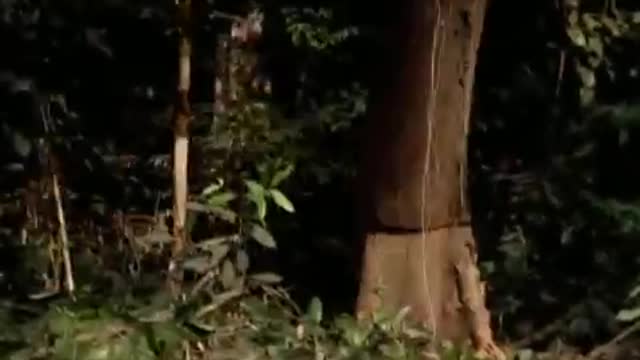 Michael Jackson - Earth Song