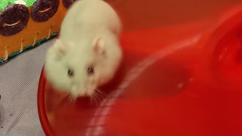 Hamster Loves Running on Her Saucer