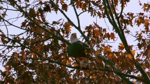 Bald Eagle: America’s Fursona
