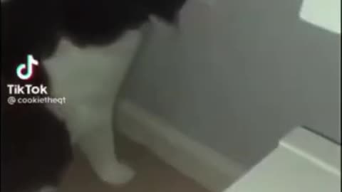 🤣 Funny animals fails moment | Try Not to Laugh!!!