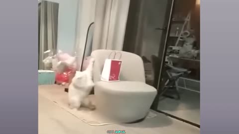 funny dog and cat