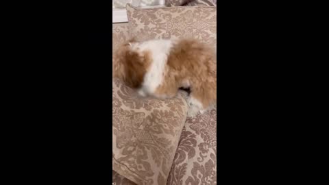 Funniest Cats And Dogs Videos 😁 - Best Funny Animal Videos