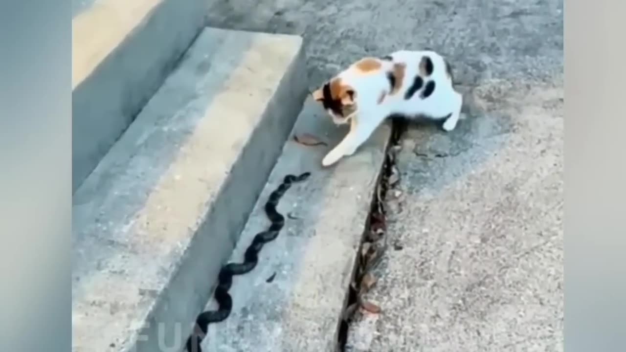 Funny Animals Top 50 Videos Part-2, Funny Dogs Cats Pets And Animals Viral V_Full-HD_60fps
