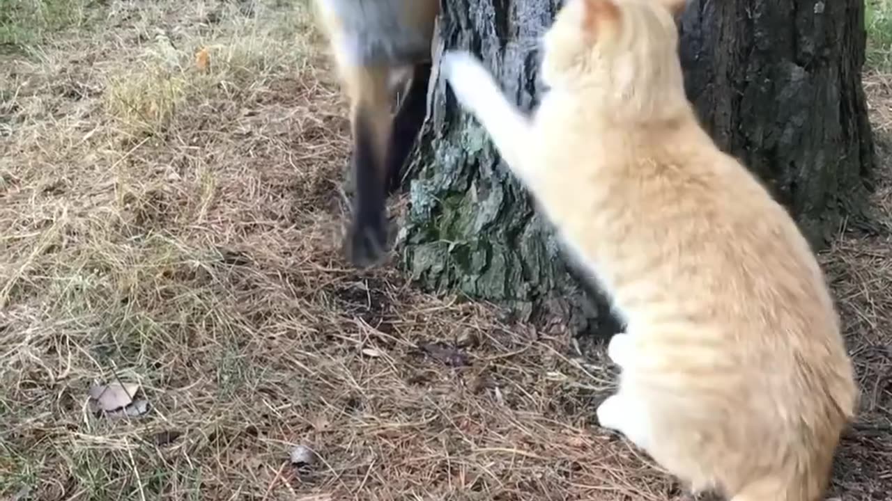 Fox against cat