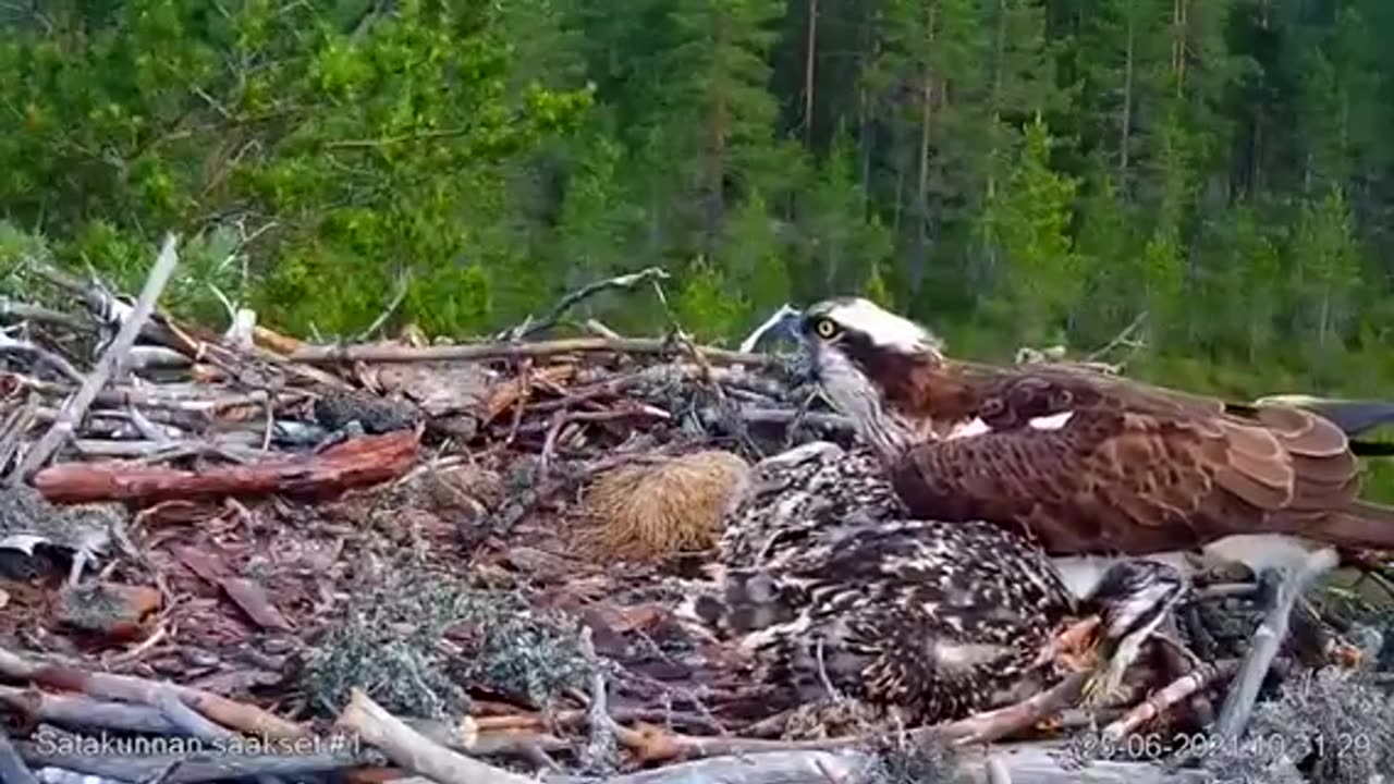 Osprey died protection the chicks