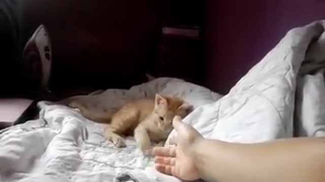 kitten playing with my hand