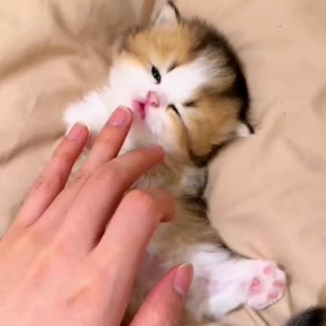 Funny Animal | Cute cats ❤️