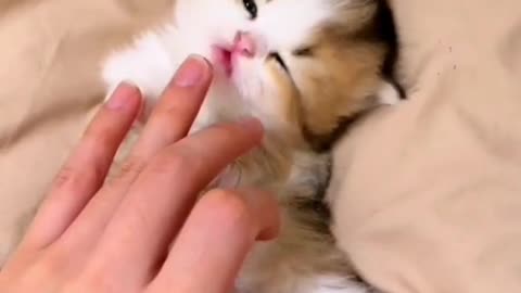 Funny Animal | Cute cats ❤️