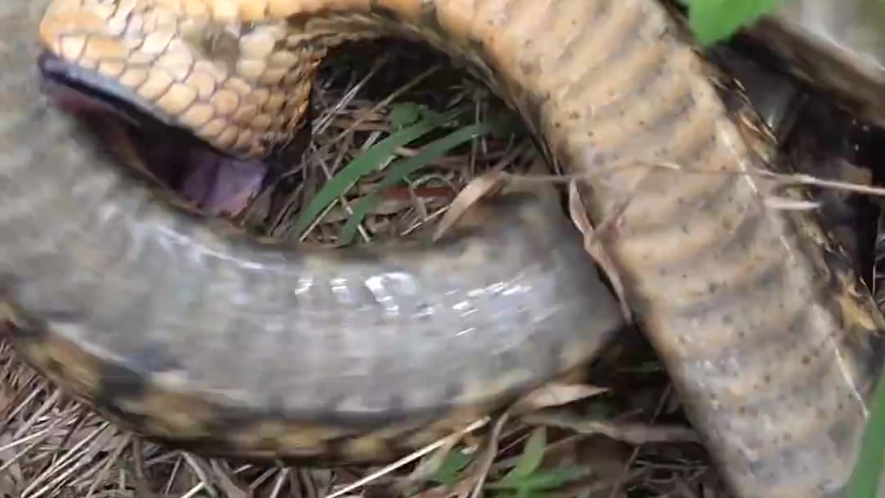 Hognose Snake plays Dead #ThatMomet