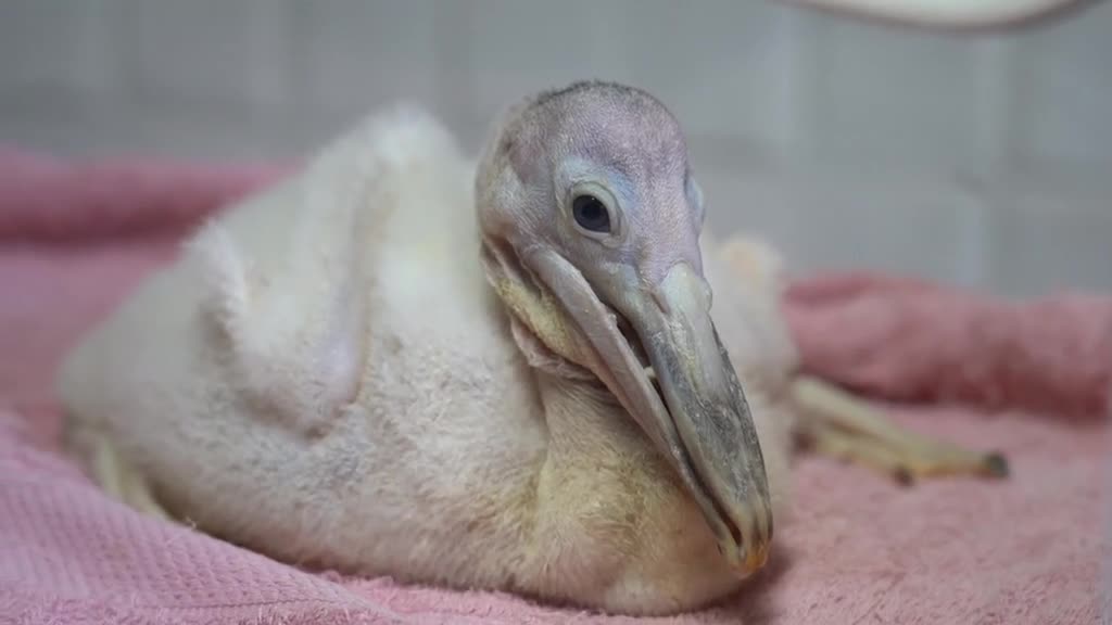 Baby pelicans are slowly starting to grow hair