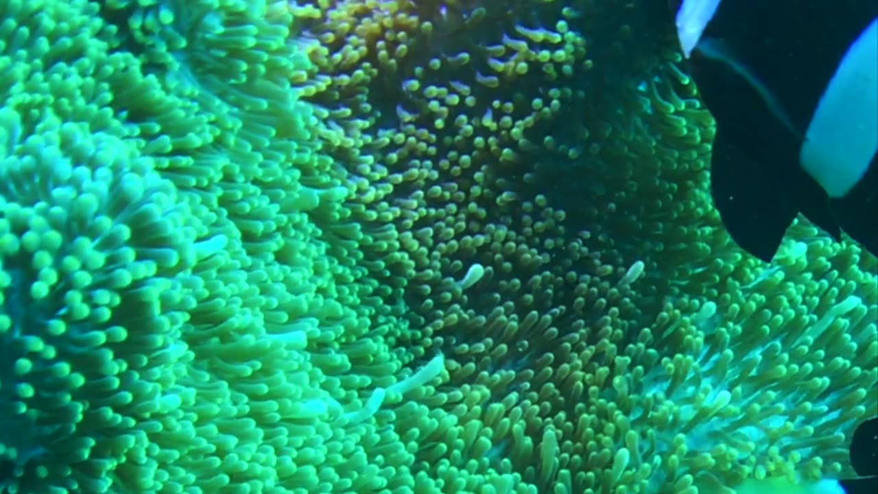 NO SOUND - Marine life in Panglao Island, Bohol, Philippines