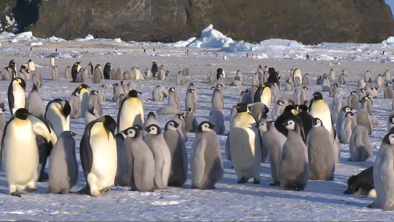 Emperor penguin colony at Antarctica 南極大陸のコウテイペンギンの群れ