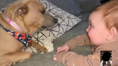 Adorable Babies Playing With Dogs Compilation - Funny Baby And Dog Videos || Just Laugh