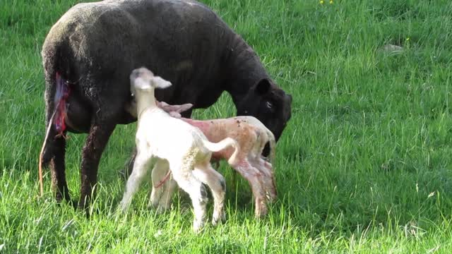 Sheep Pasture Baby 🐑🐑