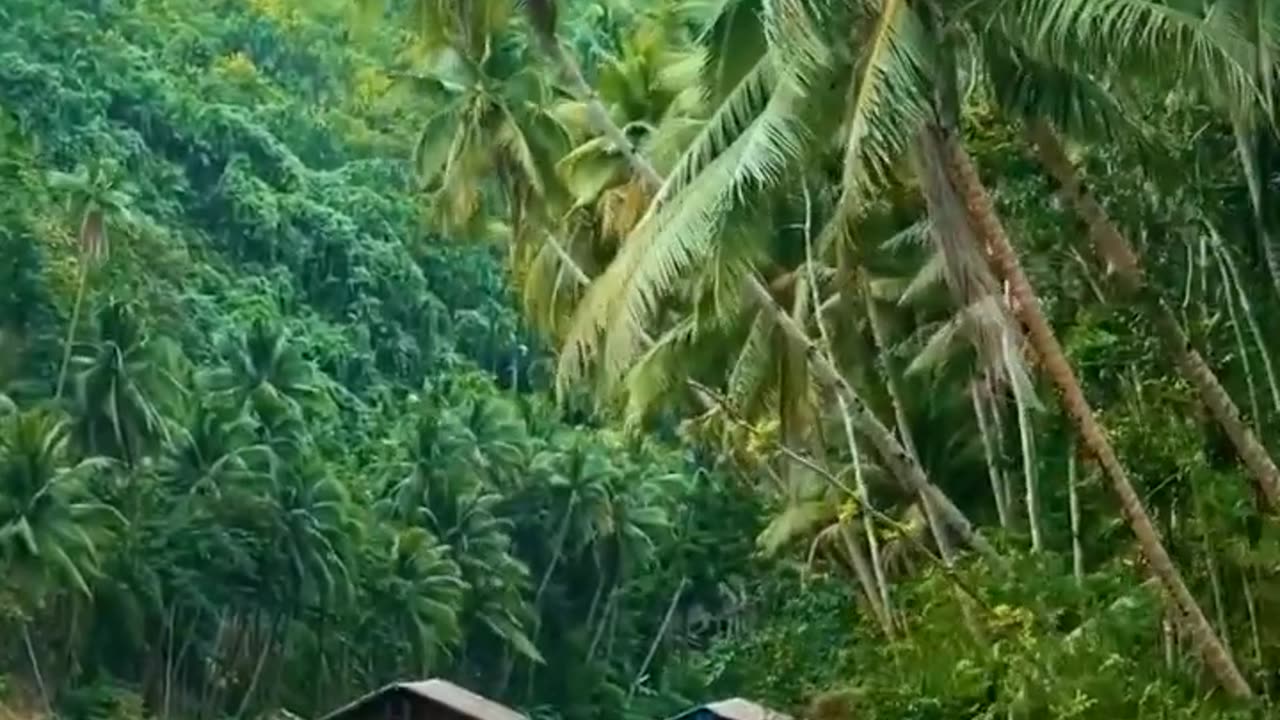 Beauty of Kerala 🌴🌴🌴#shorts#kerala#nature