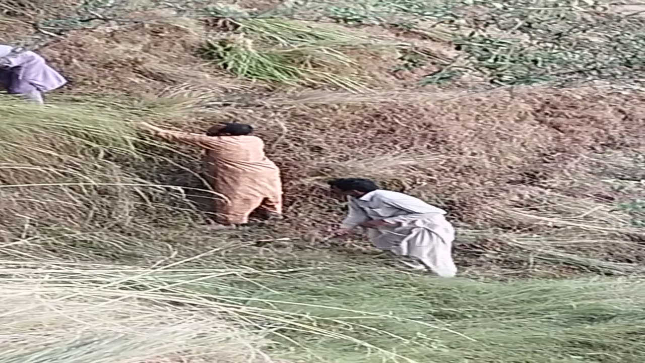 Cutting and collecting grass for cattle