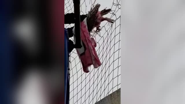 HOOT HAVE THOUGHT: Two Cops Rescue Eagle-Owl Stuck In Perimeter Net Of A Football Field